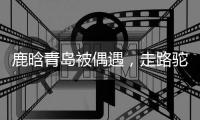 鹿晗青岛被偶遇
，走路驼背高低肩像老头
，未戴口罩买奶茶浑身松弛