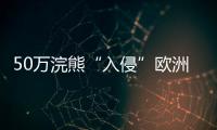 50万浣熊“入侵”欧洲，“生态害兽”泛滥难解
