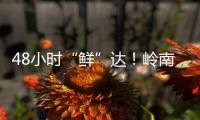 快排公司十年历程，霸屏兔 seo 的崛起与坚守