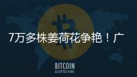 7万多株姜荷花争艳
！广州白云第三届姜荷花文化节本周五开幕