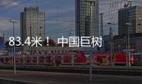 83.4米！ 中国巨树首次攀测综合科考完成