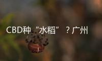 CBD种“水稻”？广州珠江新城这座大厦引发网友好奇围观