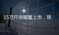 15万斤赤嘴鳘上市
，珠海海洋牧场迎来丰收时刻