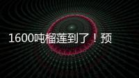 1600吨榴莲到了
	！预计本月中下旬降价