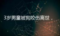 3岁男童被狗咬伤离世，城市流浪狗怎么管